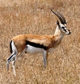 gazela grantova