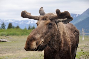Aljaška, Yukon - volanie divočiny