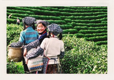 BUBO - 2001 - história - Na čajovej plantáži. Vždy si do nášho Base campu v Bratislave donesieme tie najlepšie čaje. Prídite k nám aj dnes a vypýtajte si čaj - hneď pocítite ten rozdiel. Dostanete ho od nás zadarmo!