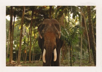 BUBO - 2011 - história - Na slonoch sme v BUBO previezli 10 000 Slovákov a Čechov.