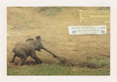 BUBO - 1998 - história - So slonmi sme toho za tie roky zažili veľa, Malé sloníky v Thajsku a na Srí Lanke sa volajú BUBO a v Nepále sme mali svojho závodného slona.