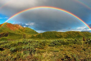 Aljaška, Yukon - volanie divočiny