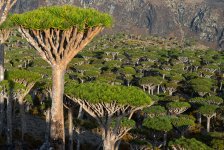 Sokotra - 15 rokov skúseností