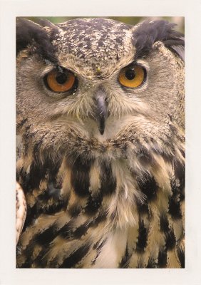 BUBO - 1993 - história - Bubo bubo je latinsky výr skalný a sova symbolom poznania a filozofie.