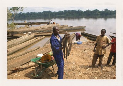 BUBO - 2009 - história - Po týždňoch v džungli prichádzame do Ouésso, kde ešte asfalt nenájdete. No hneď sa stretávame s negatívami civilizácie. Trh s mäsom z buše – bushmeat, kde predávajú všetko vrátane opíc.