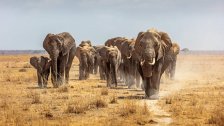 Keňa: safari, Kilimandžáro a najslávnejšie pláže