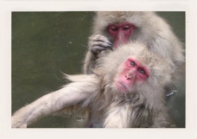 BUBO - 2004 - história - Opice v Nagano, ktoré sa ohrievajú v termálnej vode. Noburibetsu či onseny sú súčasťou každého BUBO zájazdu.