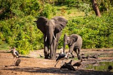 Namíbia, Botswana, Zimbabwe, (Zambia)