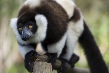 Madagaskar veľký okruh