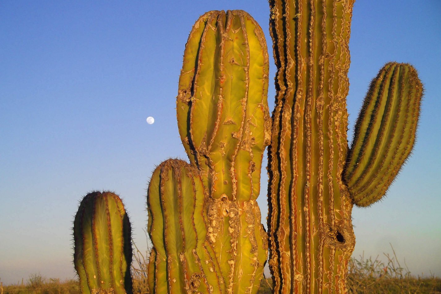 Mexiko