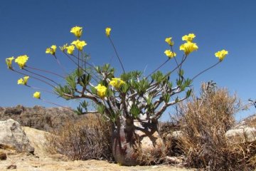 JAR, Lesotho, eSwatini a Madagaskar