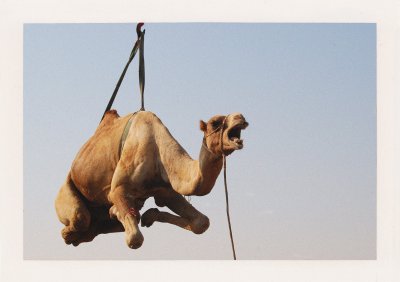 BUBO - 2007 - história - V krajine lietajúcich kobercov. Rok 2007 v Katare. Foto: Ľ: Fellner.