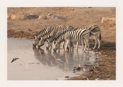 BUBO - 2000 - história - Stopujeme zver, čakáme pri napájadlách. Toto je pravé safari!