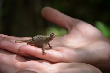 Madagaskar veľký okruh