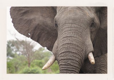 BUBO - 1998 - história - Slon je úžasné, múdre zviera. Zvykáme si, že nikto na Slovensku nikdy nepočul, že existuje krajina menom Botswana.