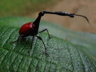Madagaskar veľký okruh