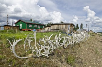 Aljaška, Yukon - volanie divočiny