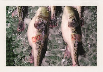 BUBO - 2004 - história - Keď po požití Fugu zomrel známy operný spevák, ryba získala na popularite a jej ceny stúpli. My ju jeme uvarenú, ale aj surovú ako sašimi.