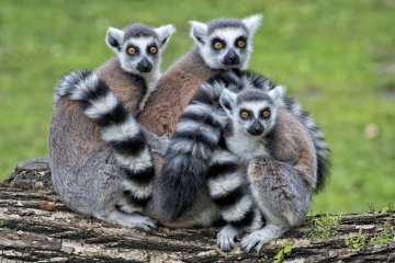 Madagaskar veľký okruh