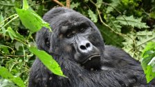 Uganda – divočine tvárou v tvár