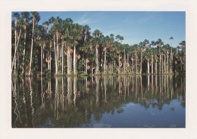 BUBO - 1999 - história - Krížom cez amazonský prales. Čo vlastne z Južnej Ameriky poznáte? Uvedomte si, že Wikipedia neexistuje. A my chceme vidieť všetko.