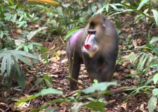 Posledný raj - Gabon a Sao Tomé