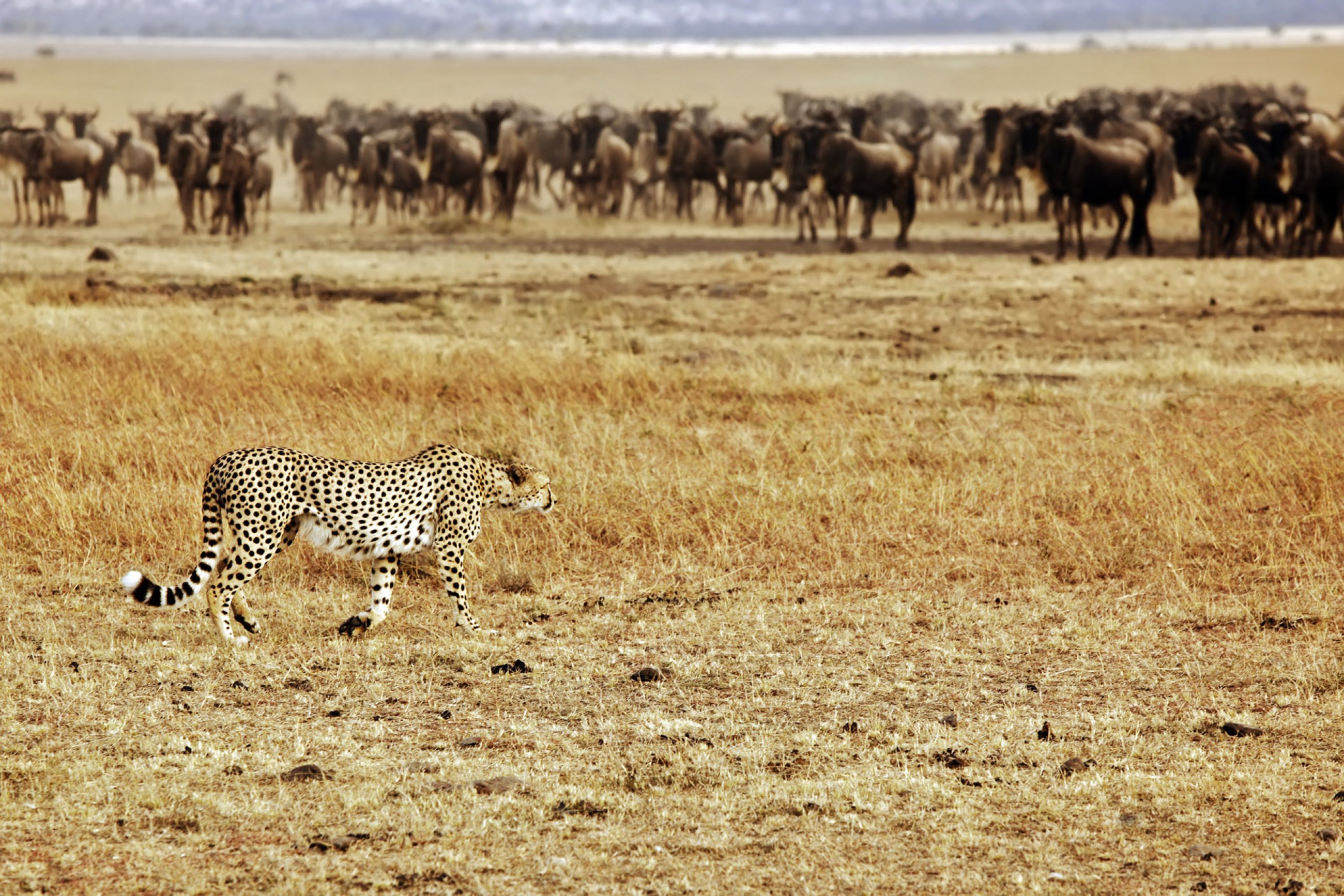 https://bubo.sk/uploads/galleries/16289/safari-gepard-masai-mara.jpg
