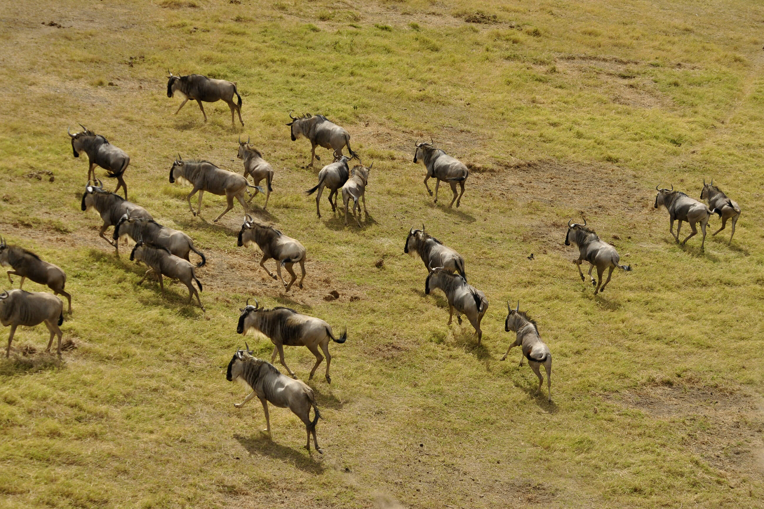 https://bubo.sk/uploads/galleries/16349/wildebeest-migration-3995945.jpg