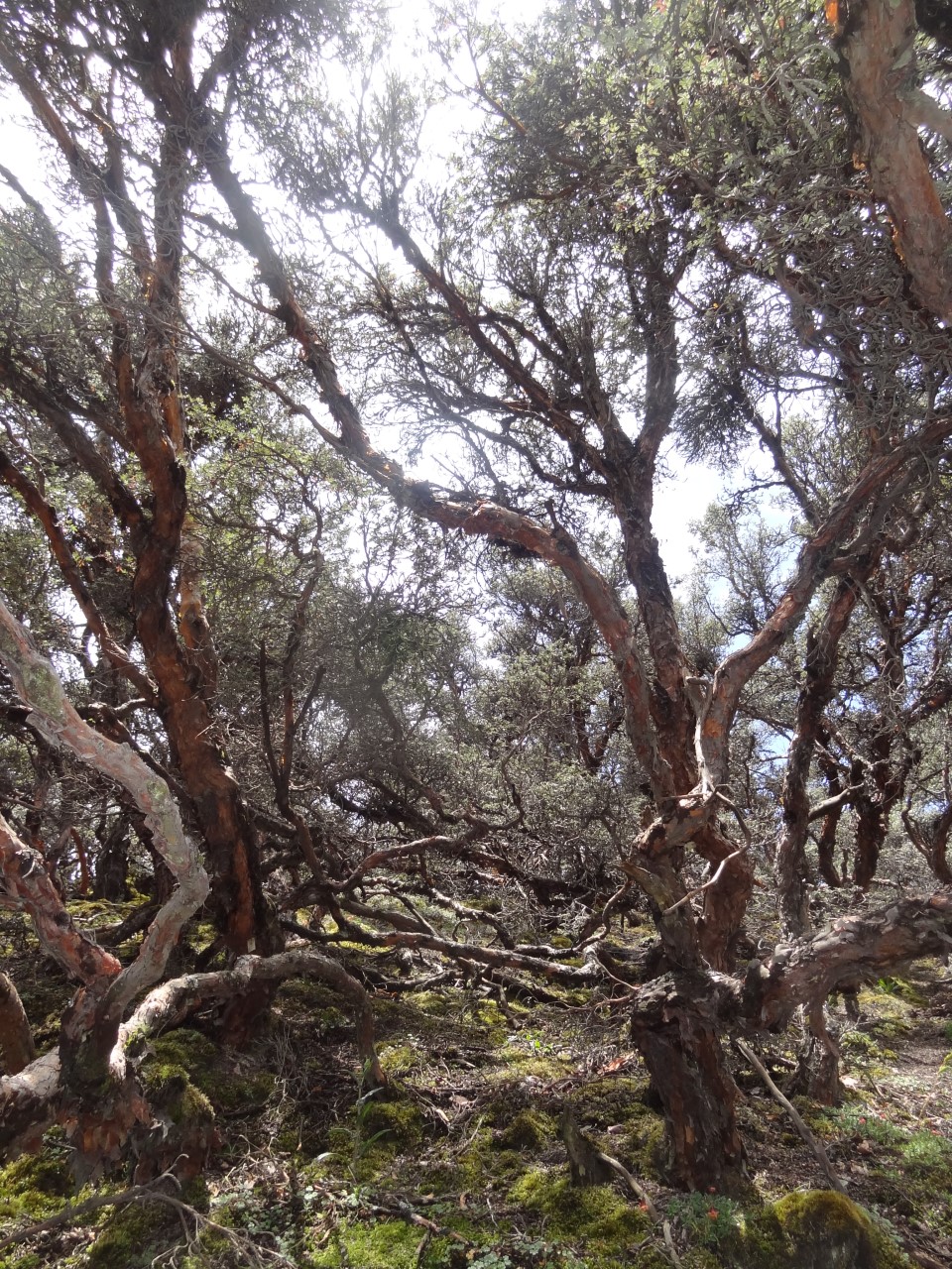 Chimborazo a Galapágy | Expedícia BUBO