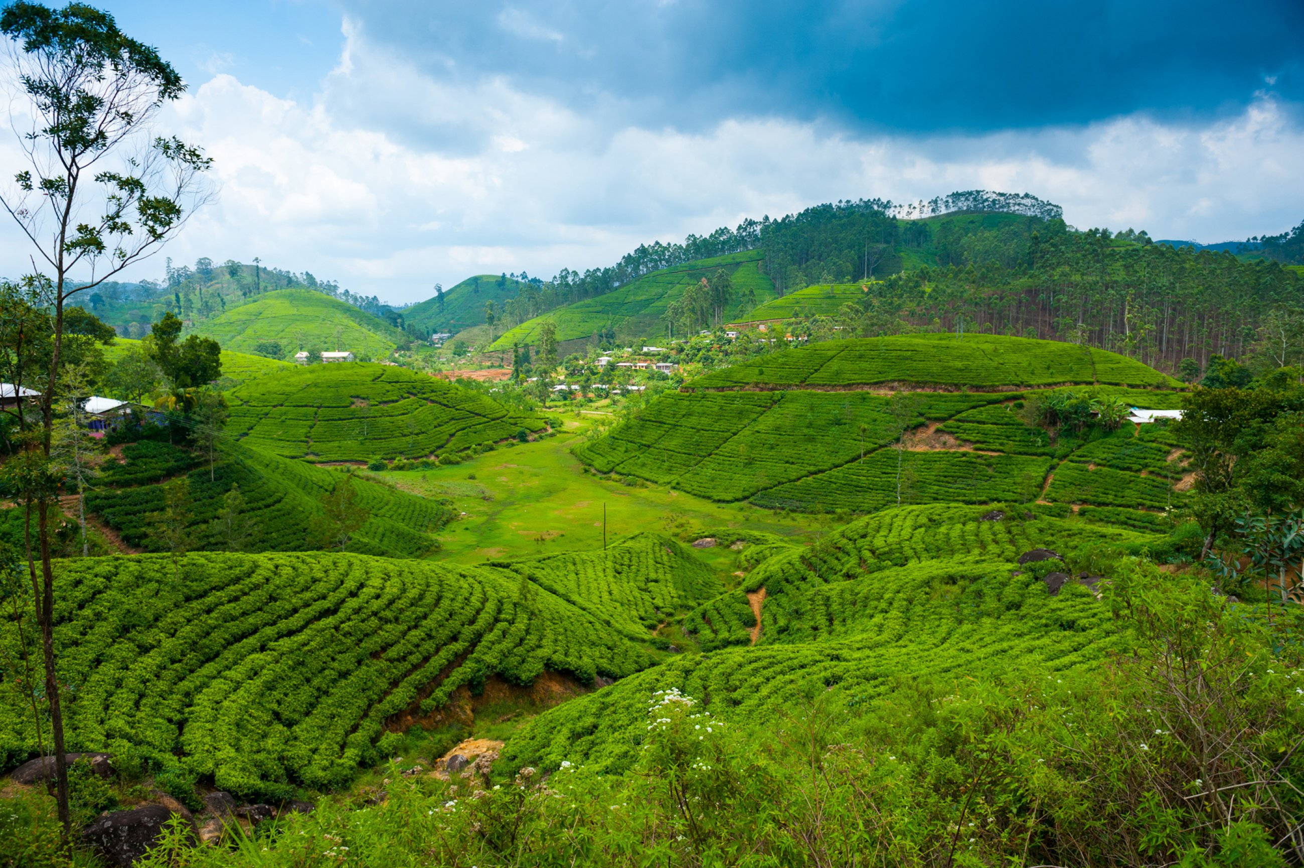 https://bubo.sk/uploads/galleries/4906/ceylon-sri-lanka-tea-plantation-landscape-in-sri-lanka.jpg