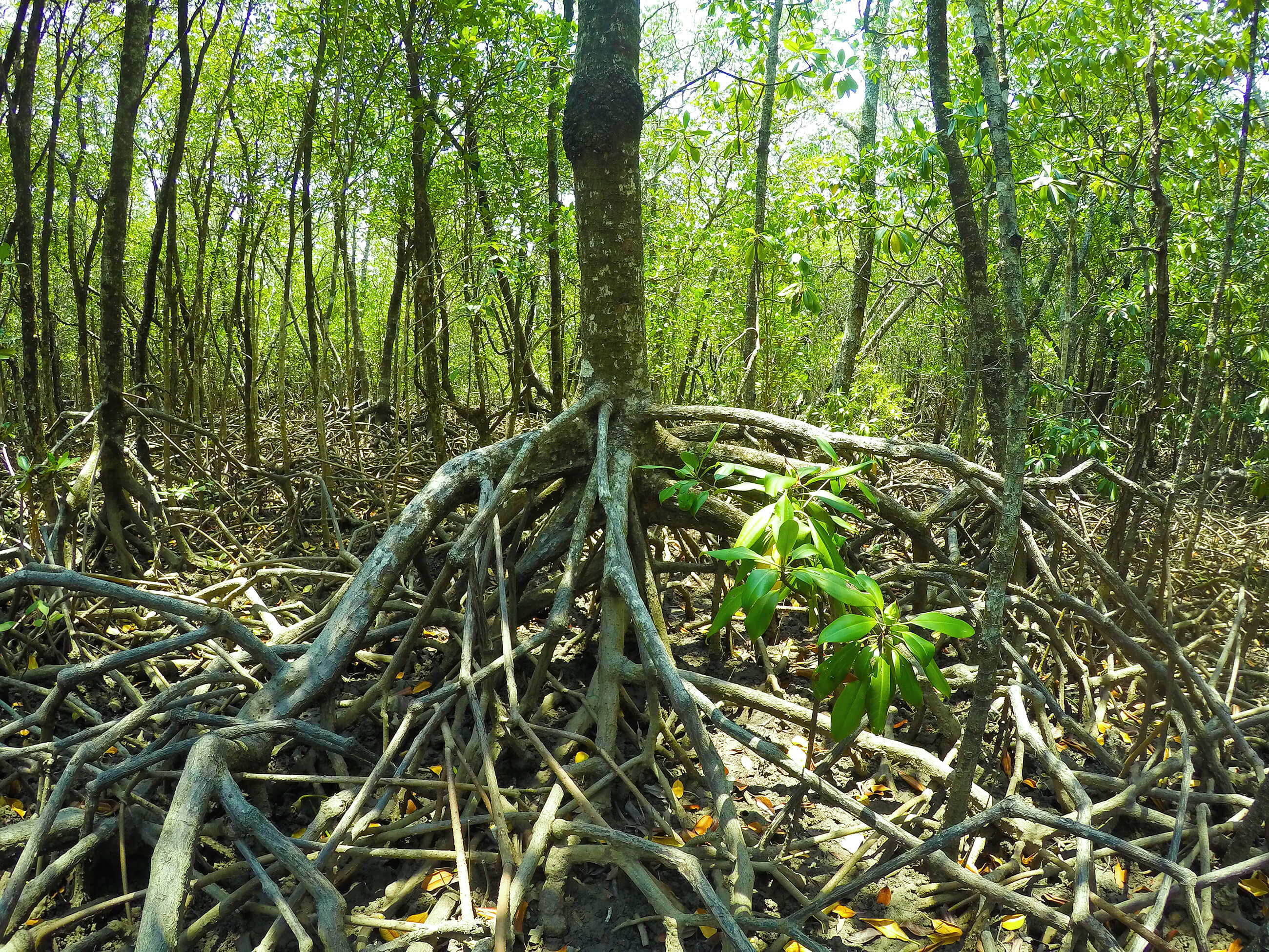 https://bubo.sk/uploads/galleries/5028/mangrovy---darwin.jpg