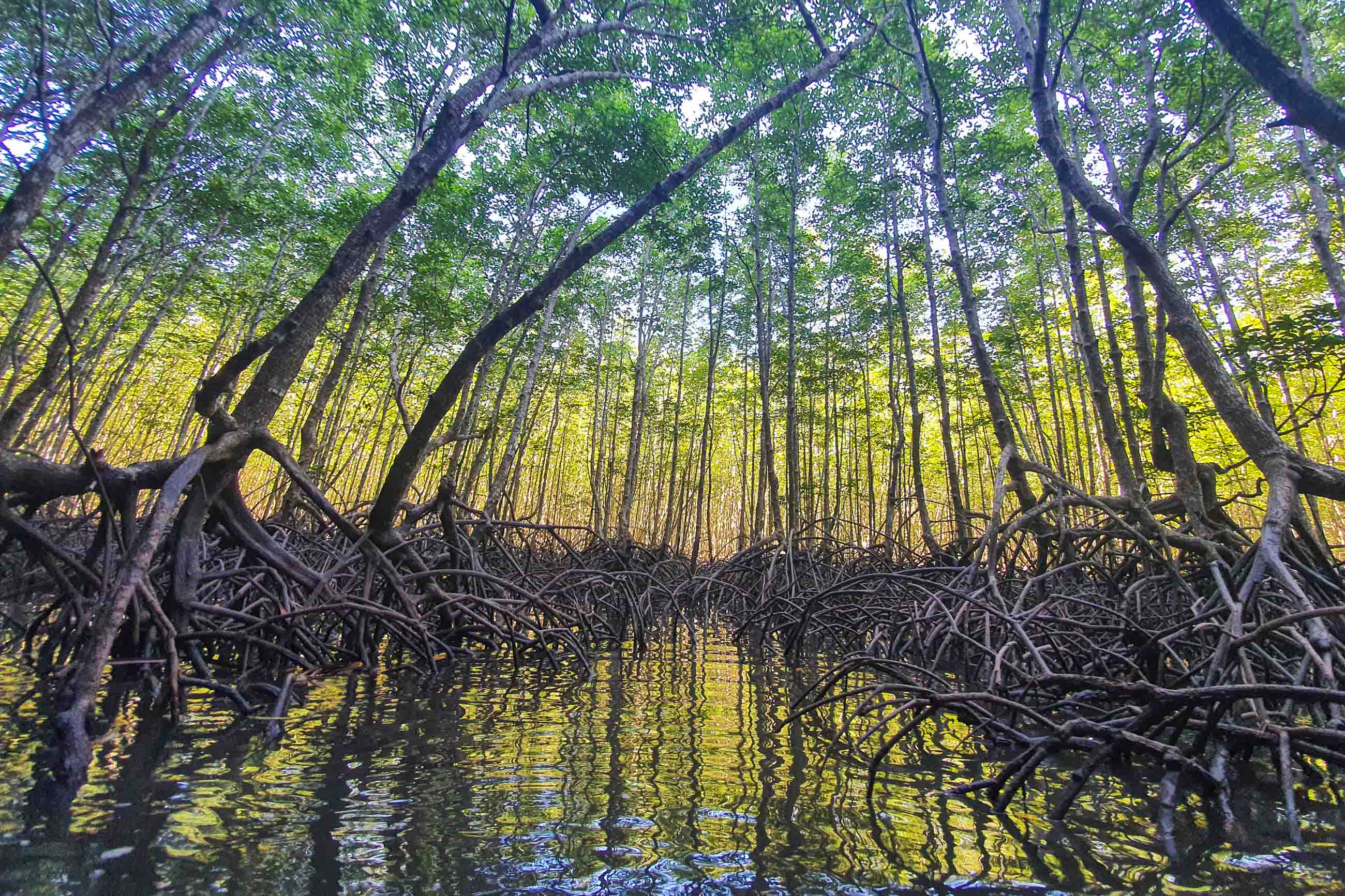 https://bubo.sk/uploads/galleries/5061/patricia_mrazkova_thajsko_mangrovove_lesy.jpg
