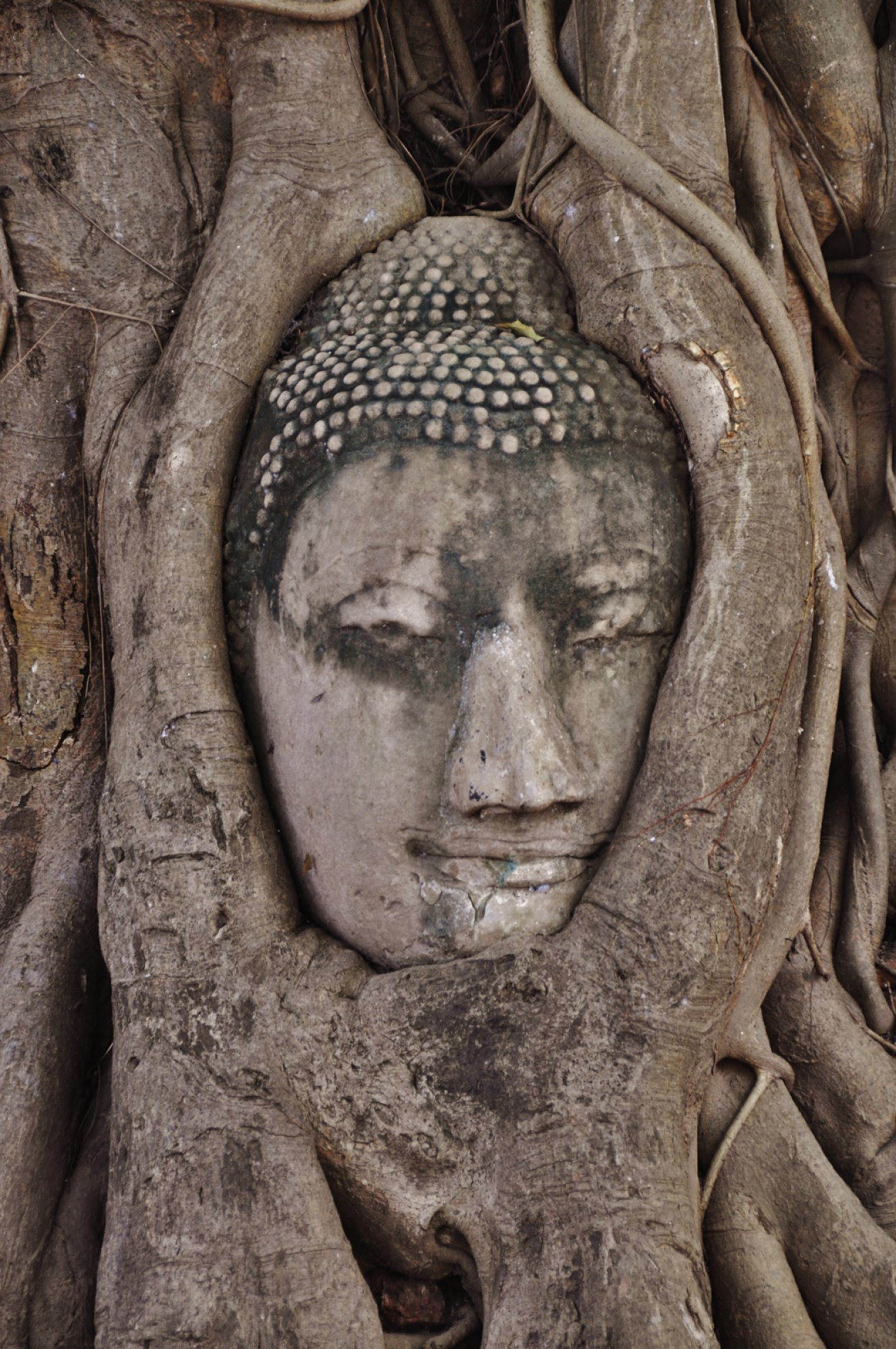 https://bubo.sk/uploads/galleries/5064/bkk-ayutthaya-tomas-kubus-2014-7-.jpg