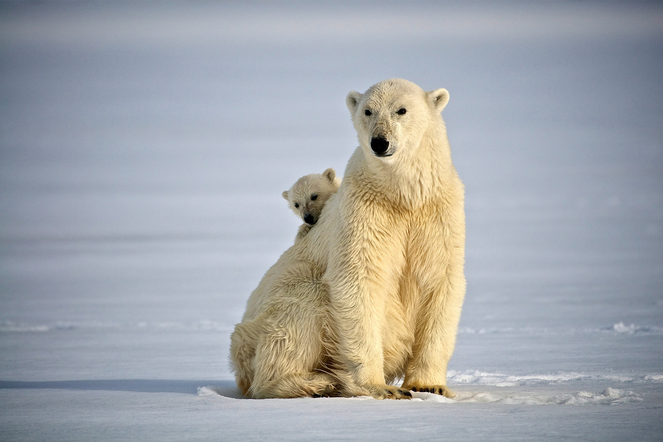 https://bubo.sk/uploads/galleries/7361/polar-bear-svalbard-hgr-31890--photo_dominic_barrington-2.jpg
