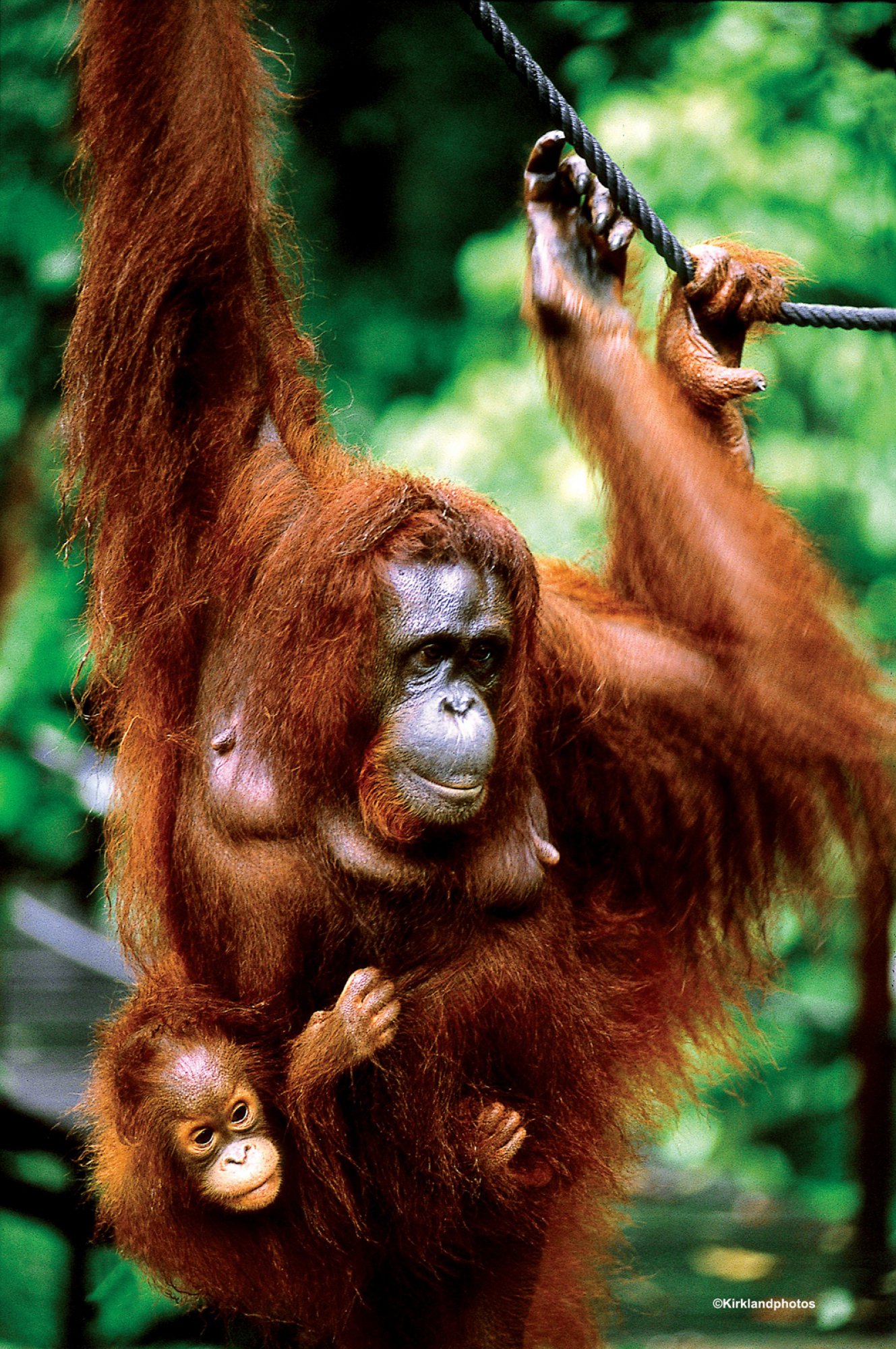 https://bubo.sk/uploads/galleries/7369/sumatra-orangutan-sar112-copy.jpg