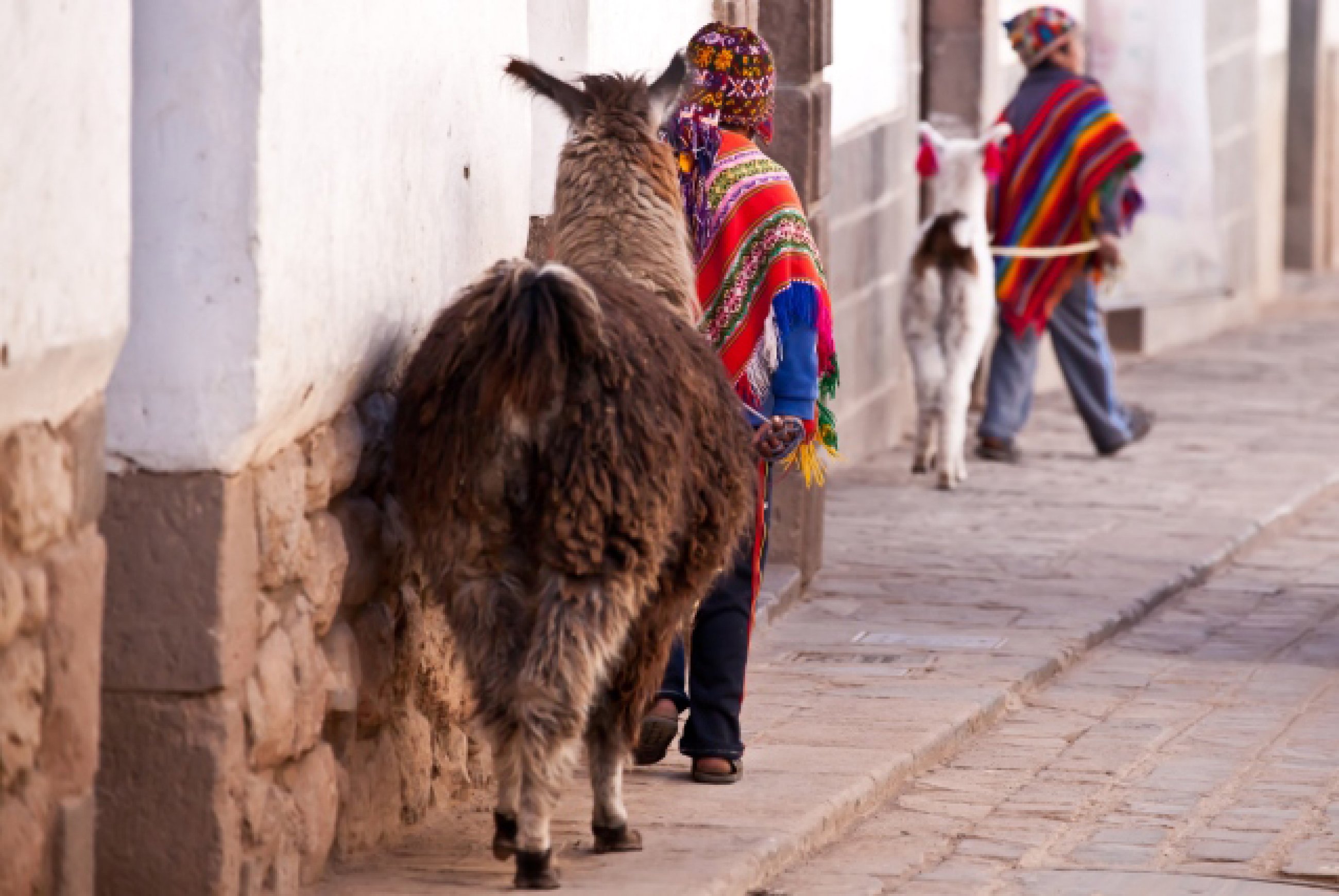 https://bubo.sk/uploads/galleries/7430/child-in-traditional-clothes-with-lama-walking-cuzco-street-peru.jpg