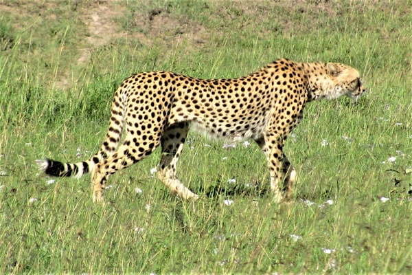 gepard