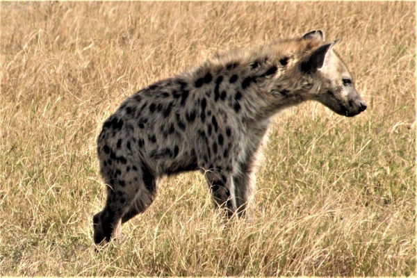 hyena