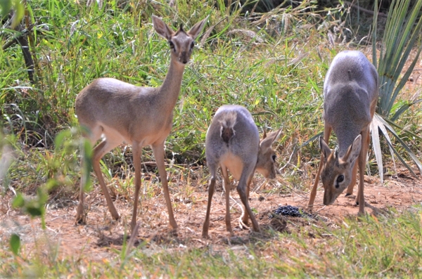 dikdik kirkov