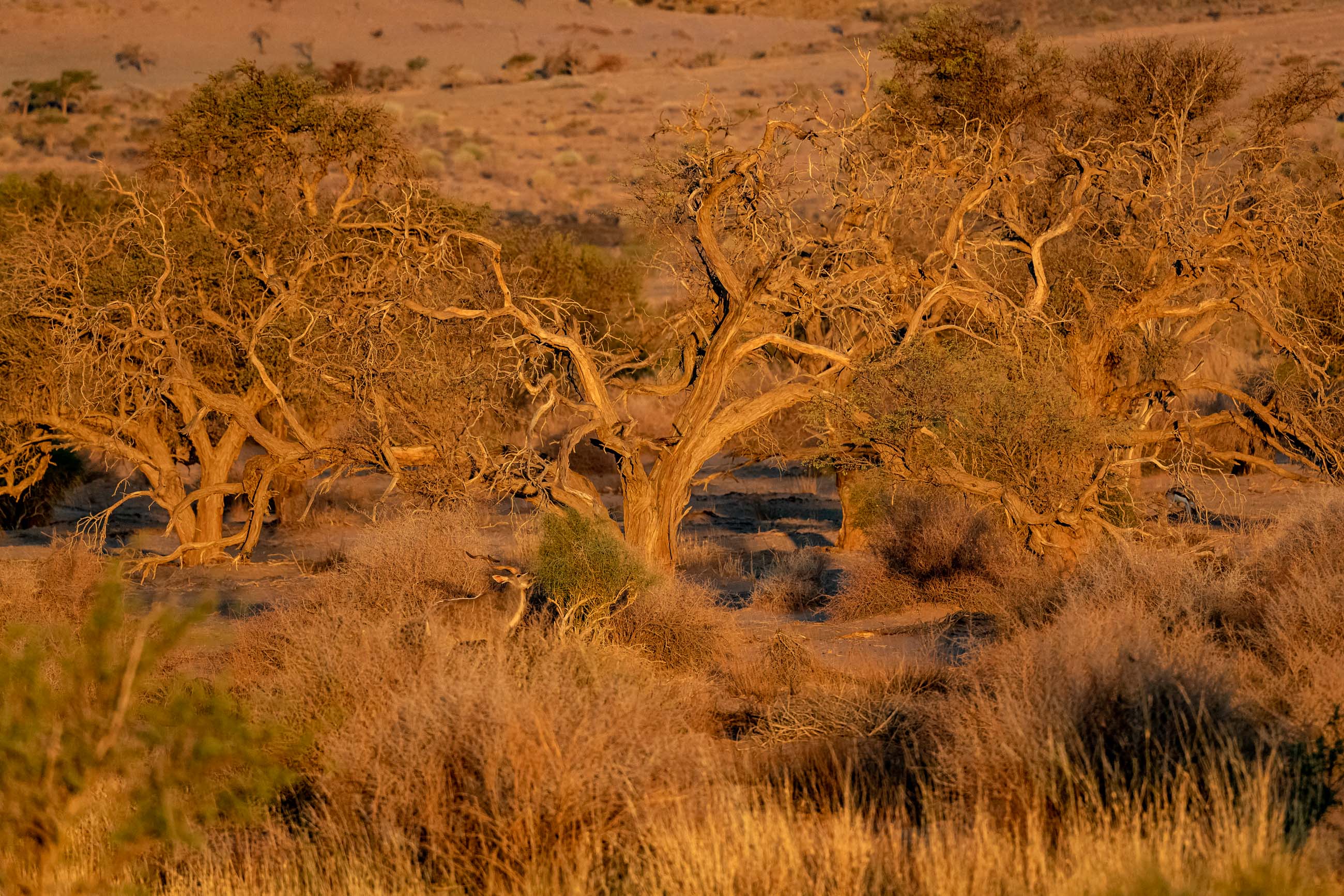 Afrika 